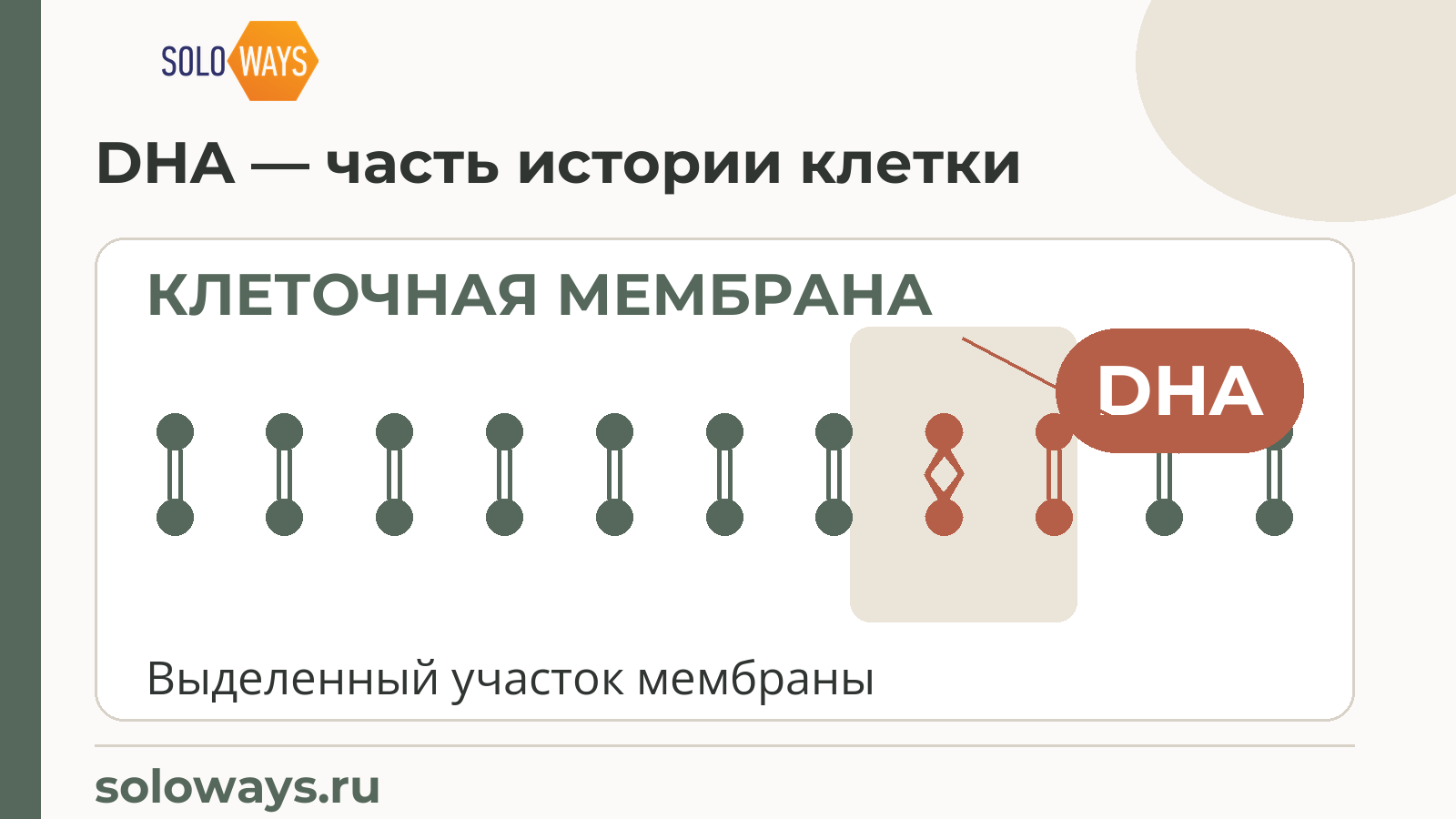 DHA — часть истории клетки