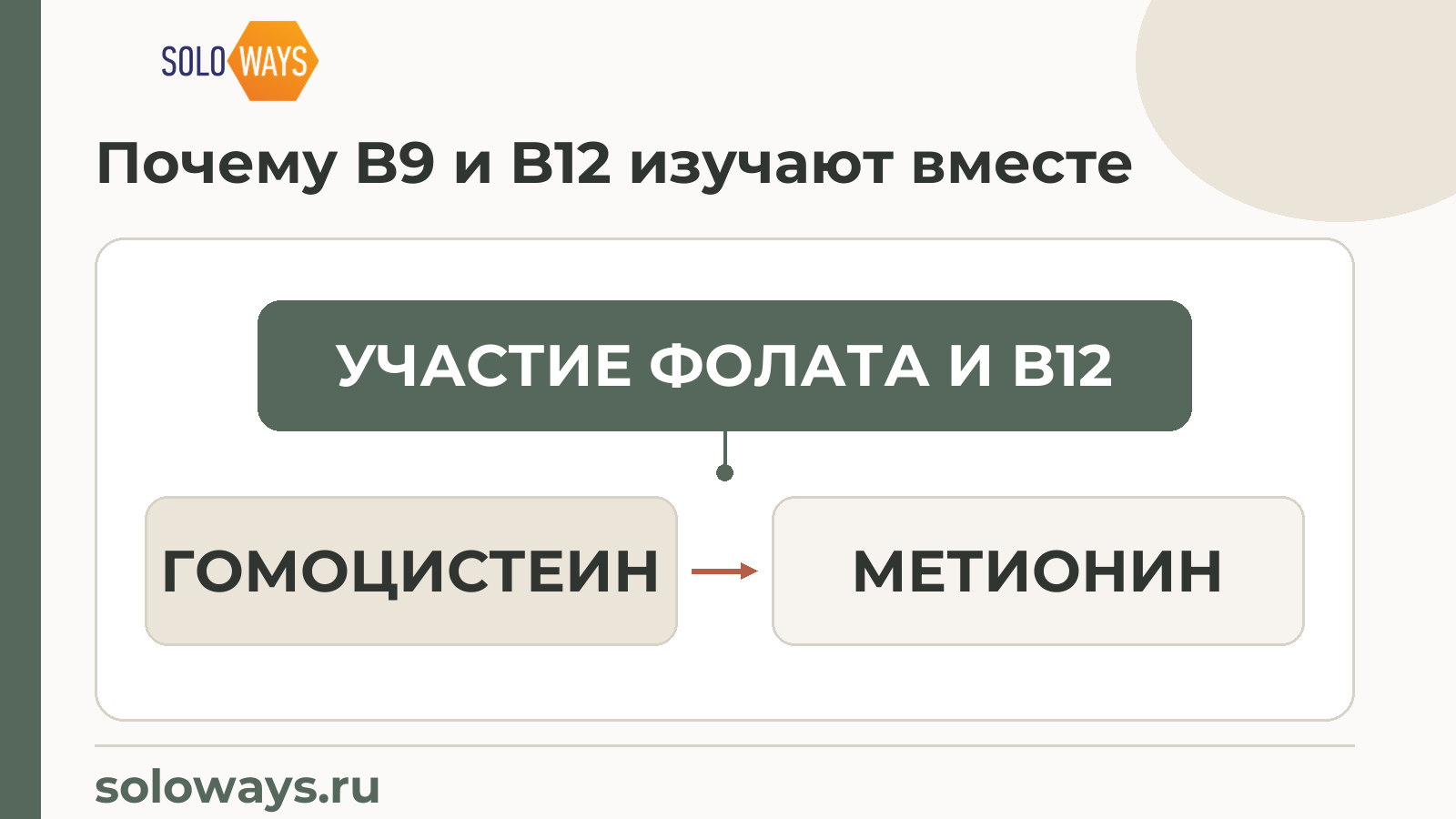 Почему B9 и B12 изучают вместе